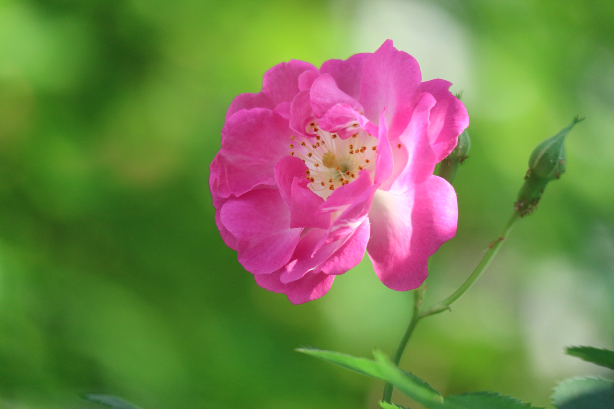 Canon EOS M3 sample photo. Rosa chinensis photography