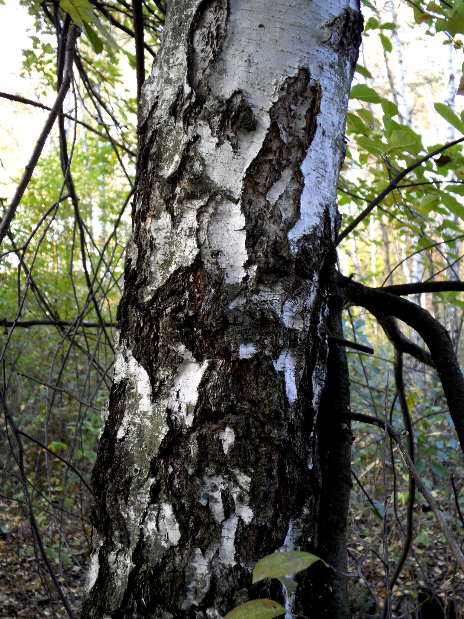 Benq G1 sample photo. Brzoza photography