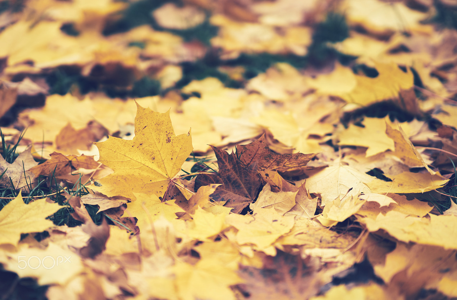 Sony FE 85mm F1.4 GM sample photo. Background of leaves photography