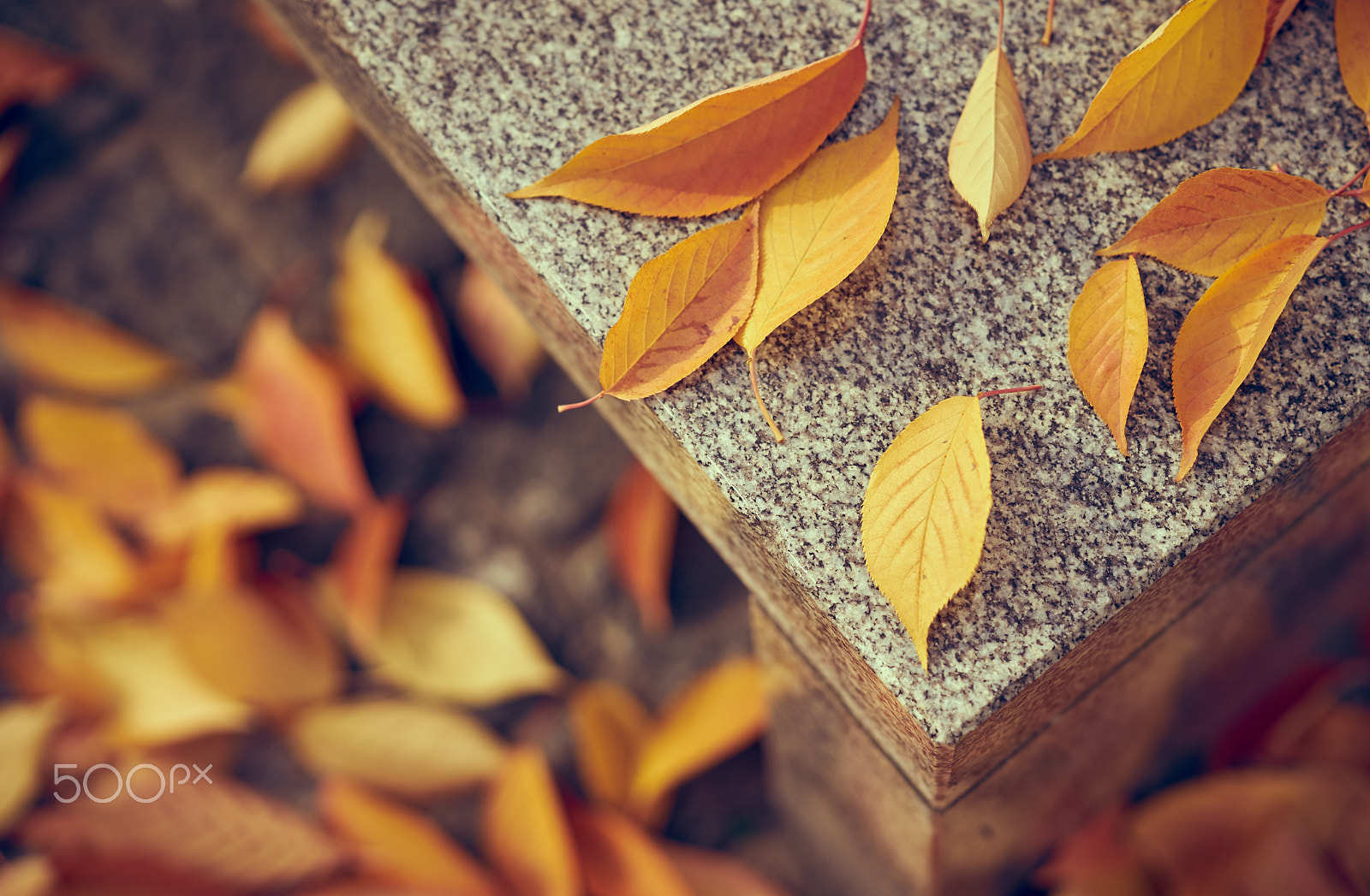 Sony FE 85mm F1.4 GM sample photo. Leaves photography