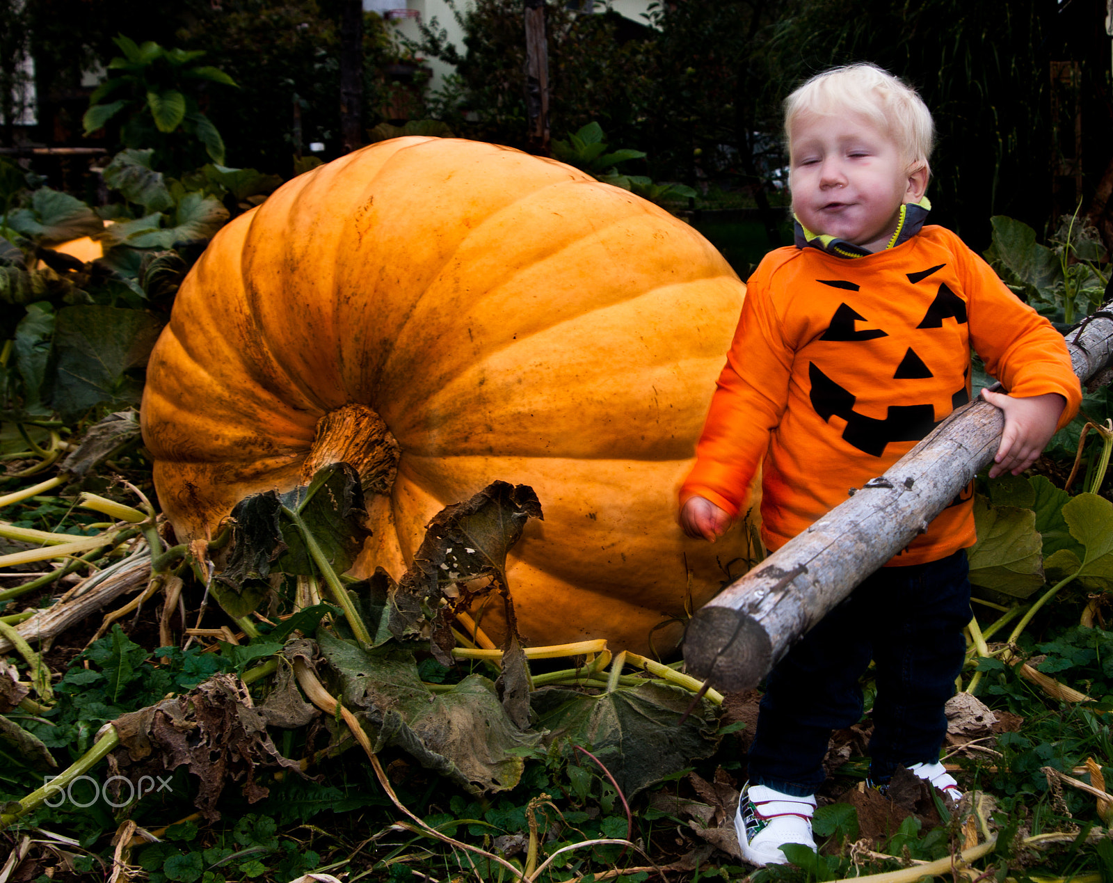Canon EOS 500D (EOS Rebel T1i / EOS Kiss X3) sample photo. Big pumpkin photography