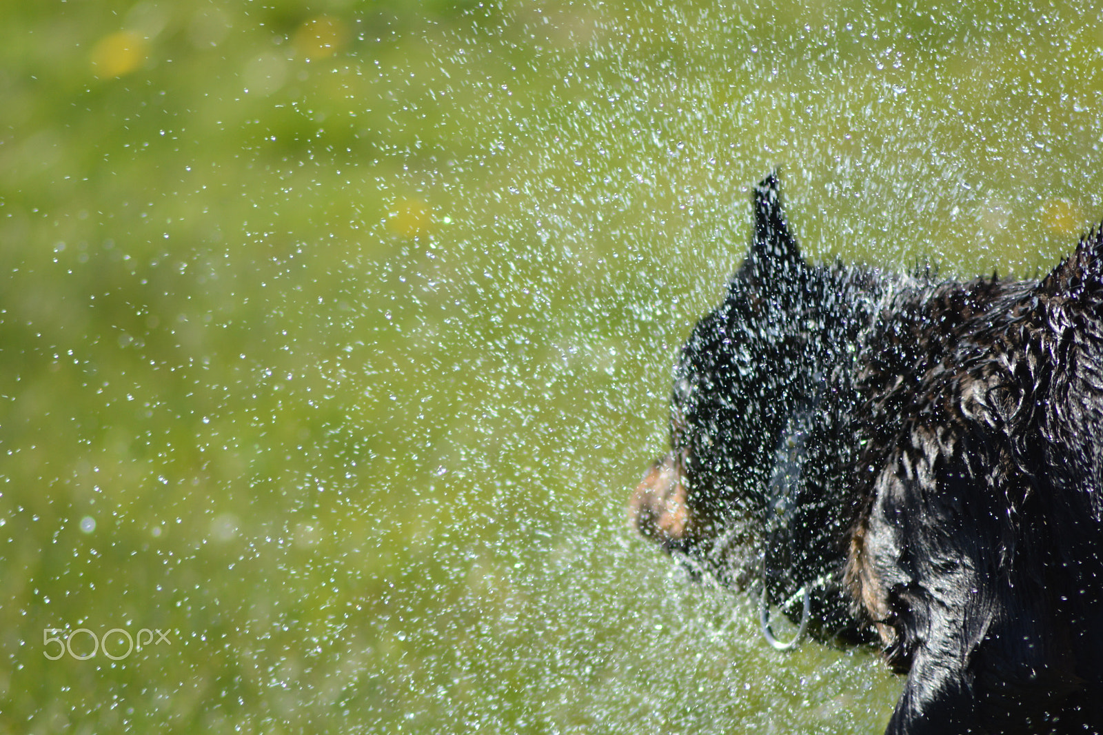 Nikon AF Nikkor 70-300mm F4-5.6G sample photo. The water shake photography
