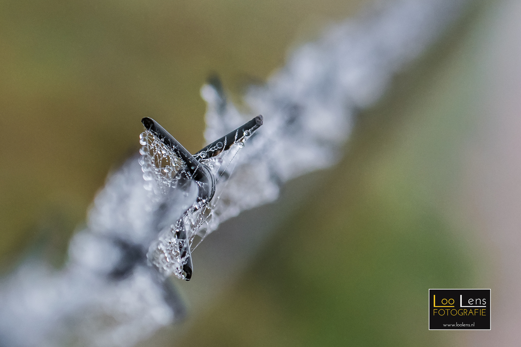 Samsung NX 60mm F2.8 Macro ED OIS SSA sample photo. Barbed wire water drops photography