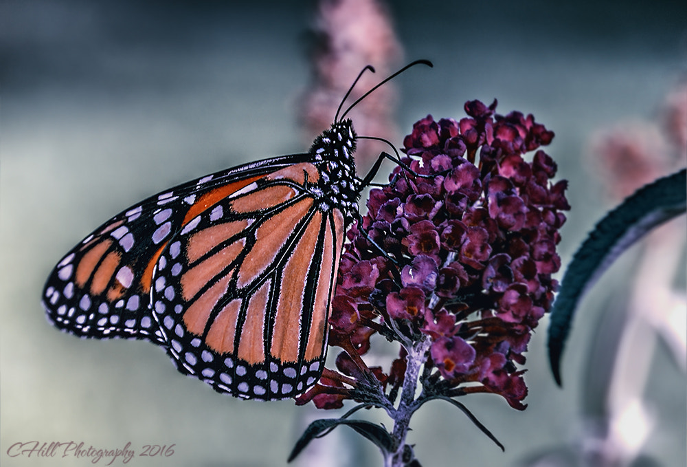 Sigma 18-250mm F3.5-6.3 DC OS HSM sample photo. Monarch visit photography