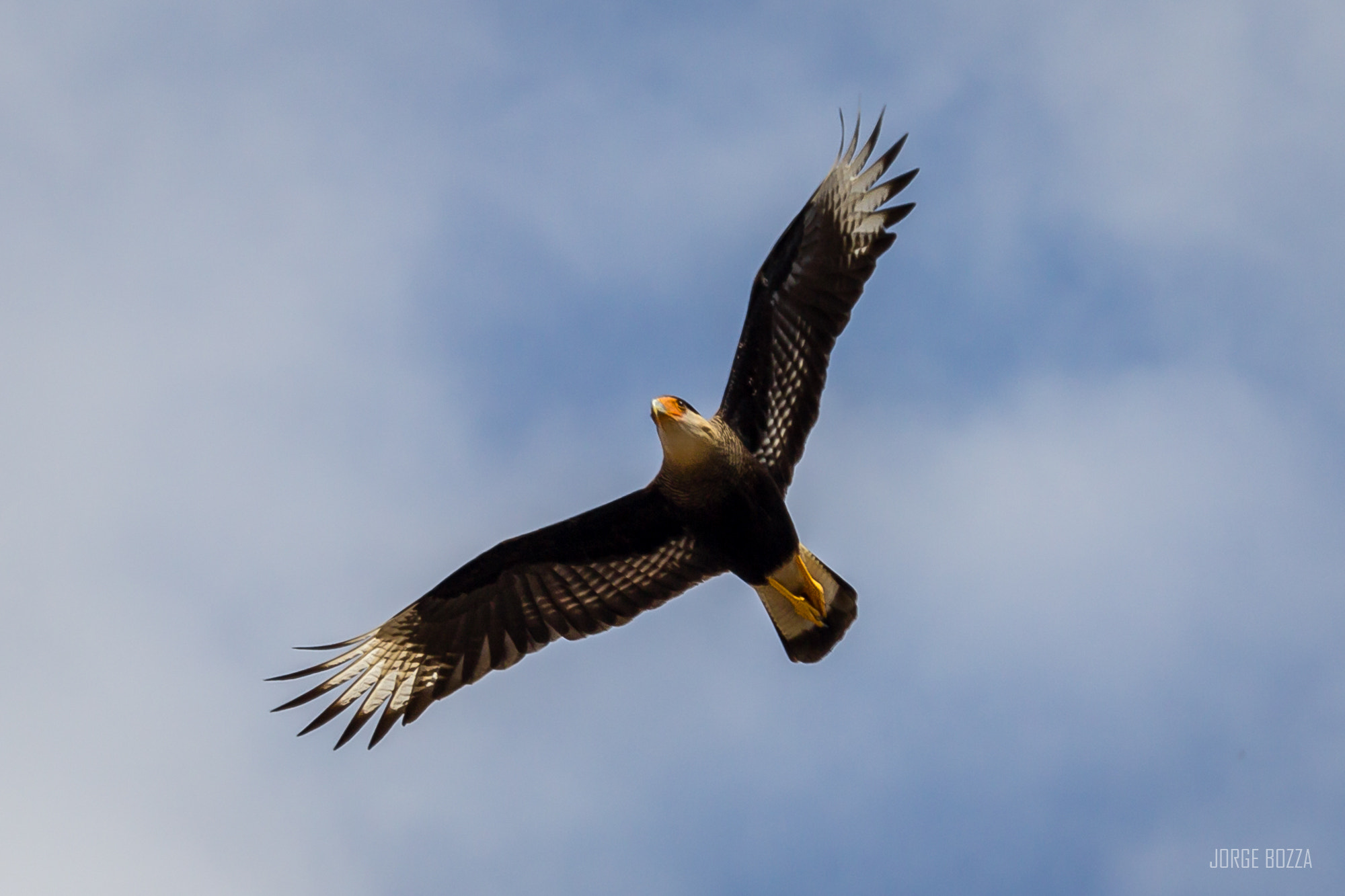 Canon EF-S 55-250mm F4-5.6 IS STM sample photo. Searching for a prey photography
