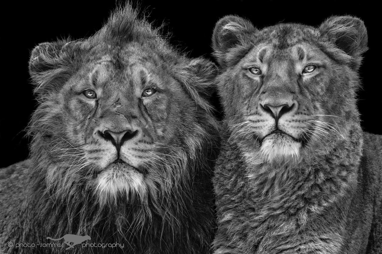 Canon EF 300mm F2.8L IS USM sample photo. Asian lion photography