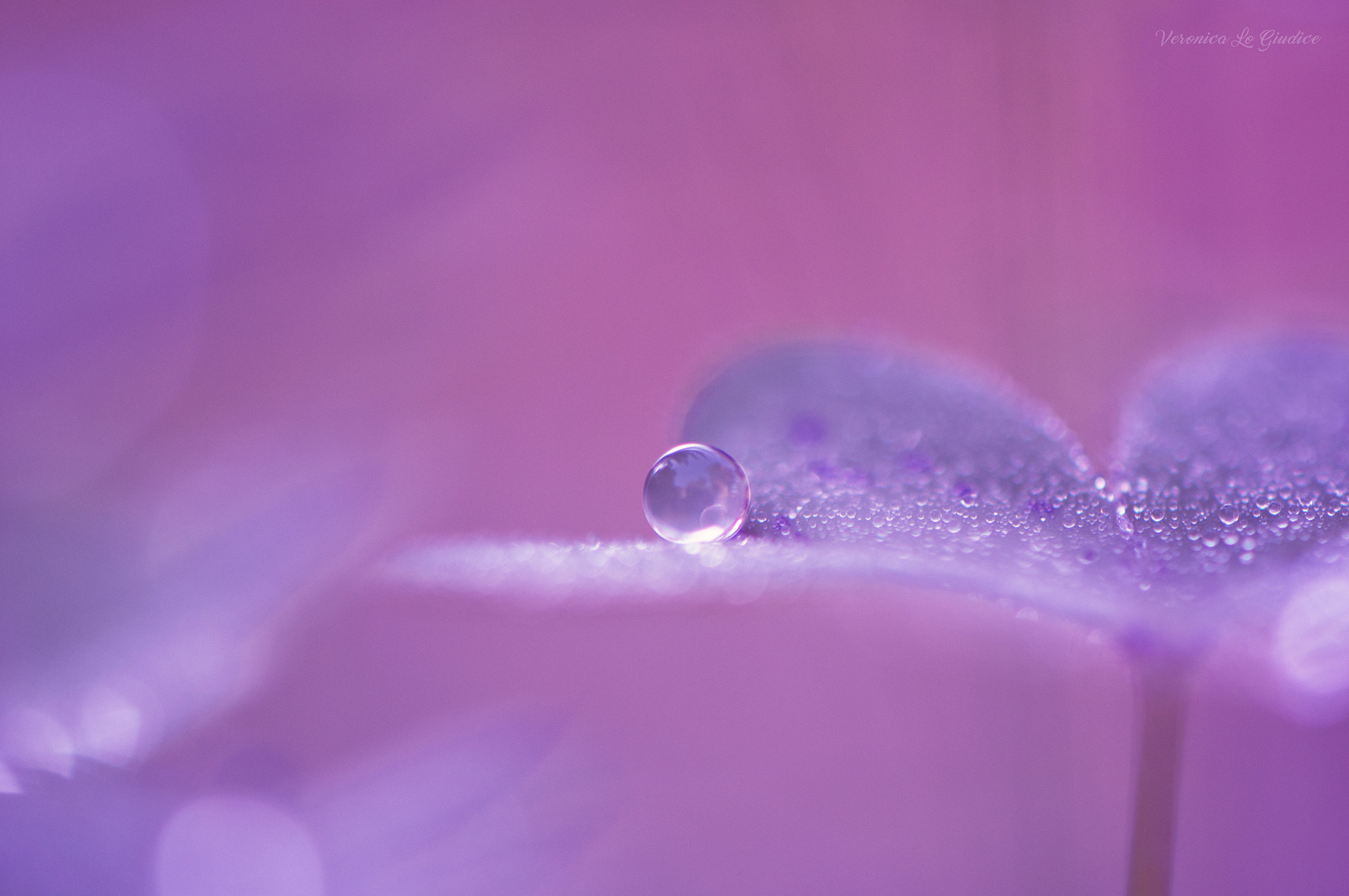 Nikon AF-S DX Micro-Nikkor 85mm F3.5G ED VR sample photo. Dew point photography
