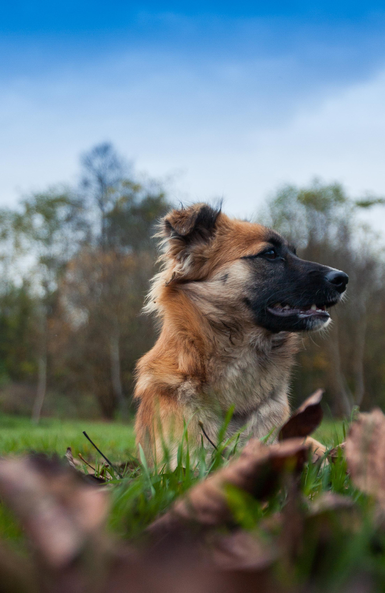 Canon EOS 40D sample photo. Dog on guard photography