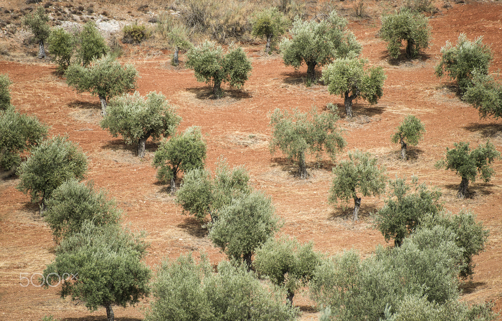 Nikon D800E sample photo. Olive trees in a row photography