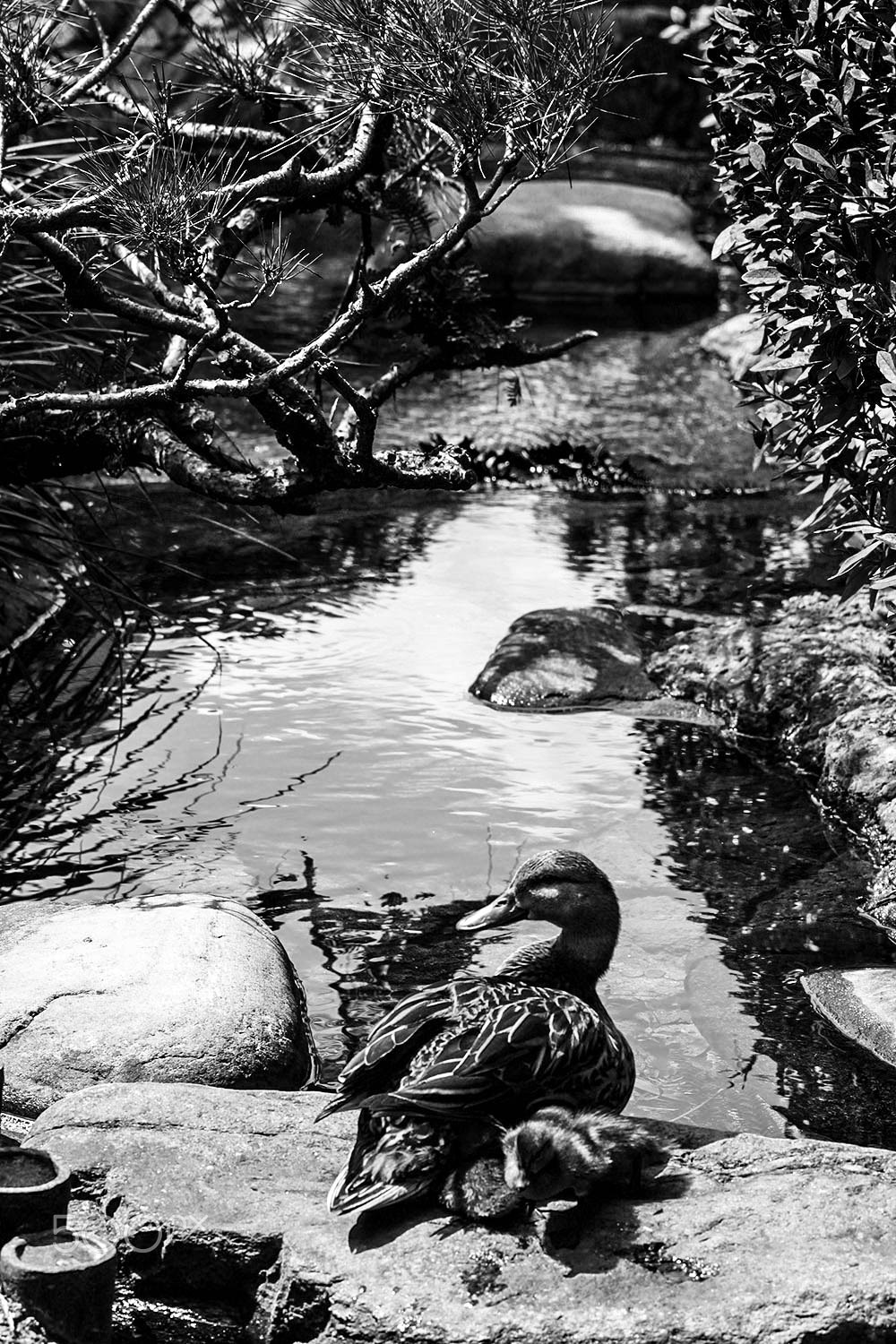 Canon EOS 500D (EOS Rebel T1i / EOS Kiss X3) + Canon EF 70-200mm F4L USM sample photo. A pondering duck o photography