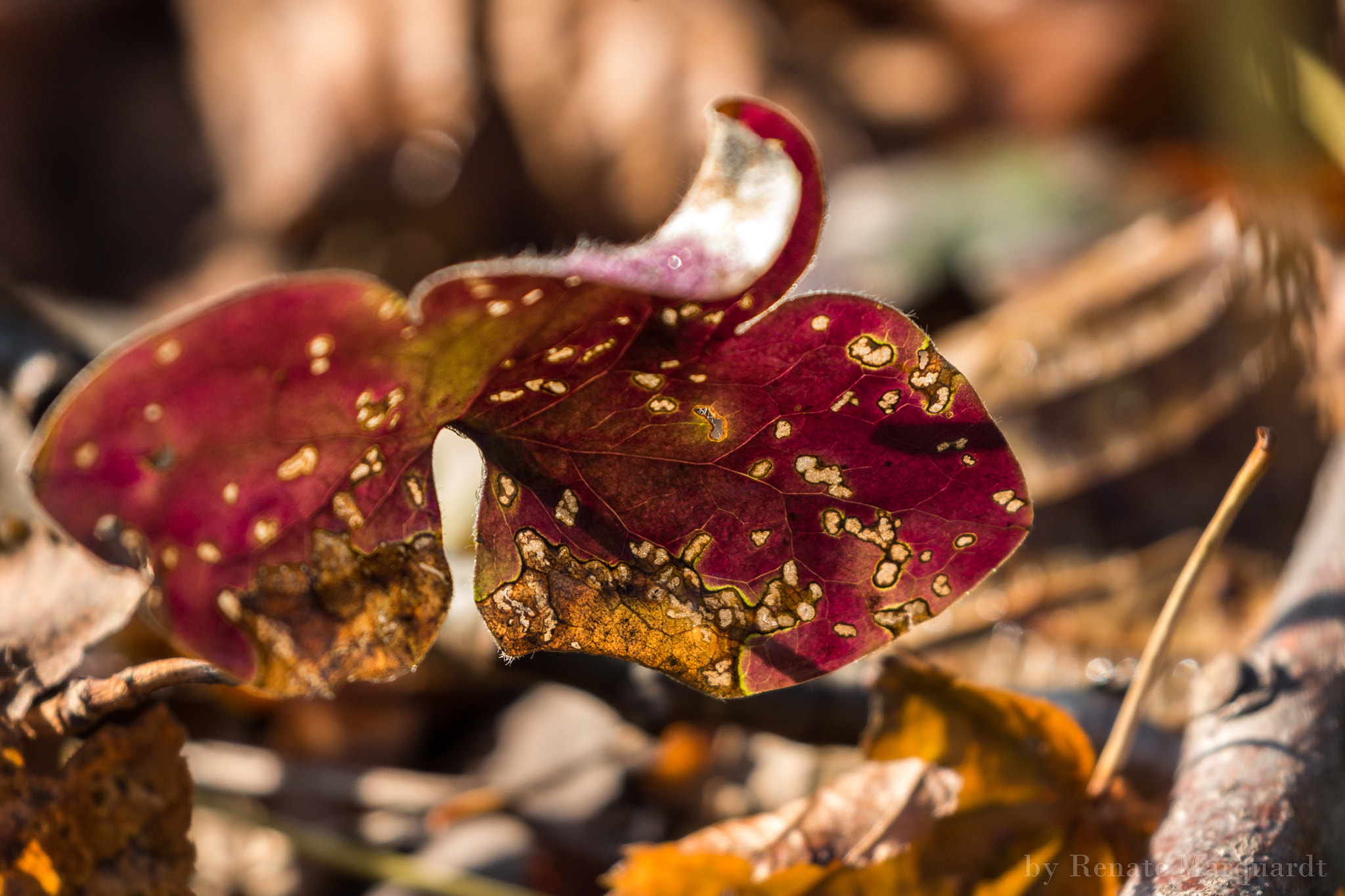 Canon EOS 650D (EOS Rebel T4i / EOS Kiss X6i) sample photo. Farben des herbstes... ein verfärbtes blatt photography