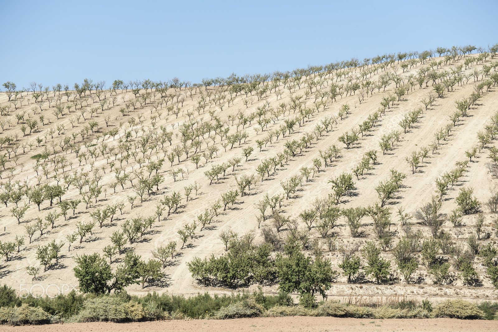 Nikon D800E sample photo. Almond trees photography
