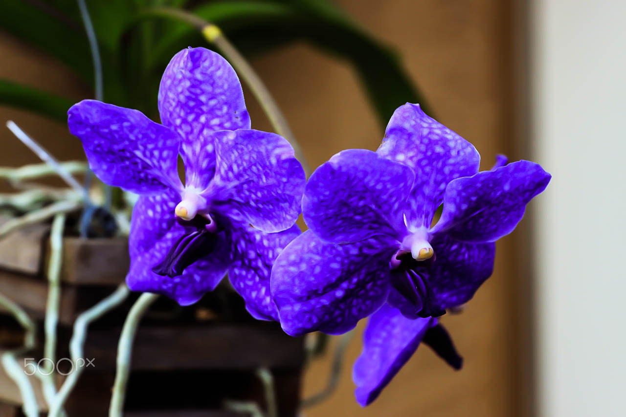 Canon EOS 500D (EOS Rebel T1i / EOS Kiss X3) + Canon EF 70-200mm F4L USM sample photo. Orchid child o photography