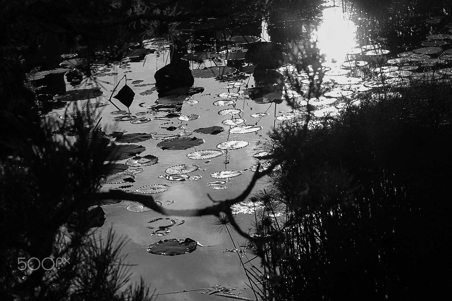 Canon EOS 500D (EOS Rebel T1i / EOS Kiss X3) + Canon EF 70-200mm F4L USM sample photo. Pond at dawn o photography