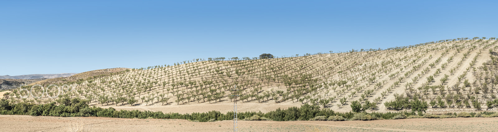 Nikon D800E sample photo. Almond trees photography