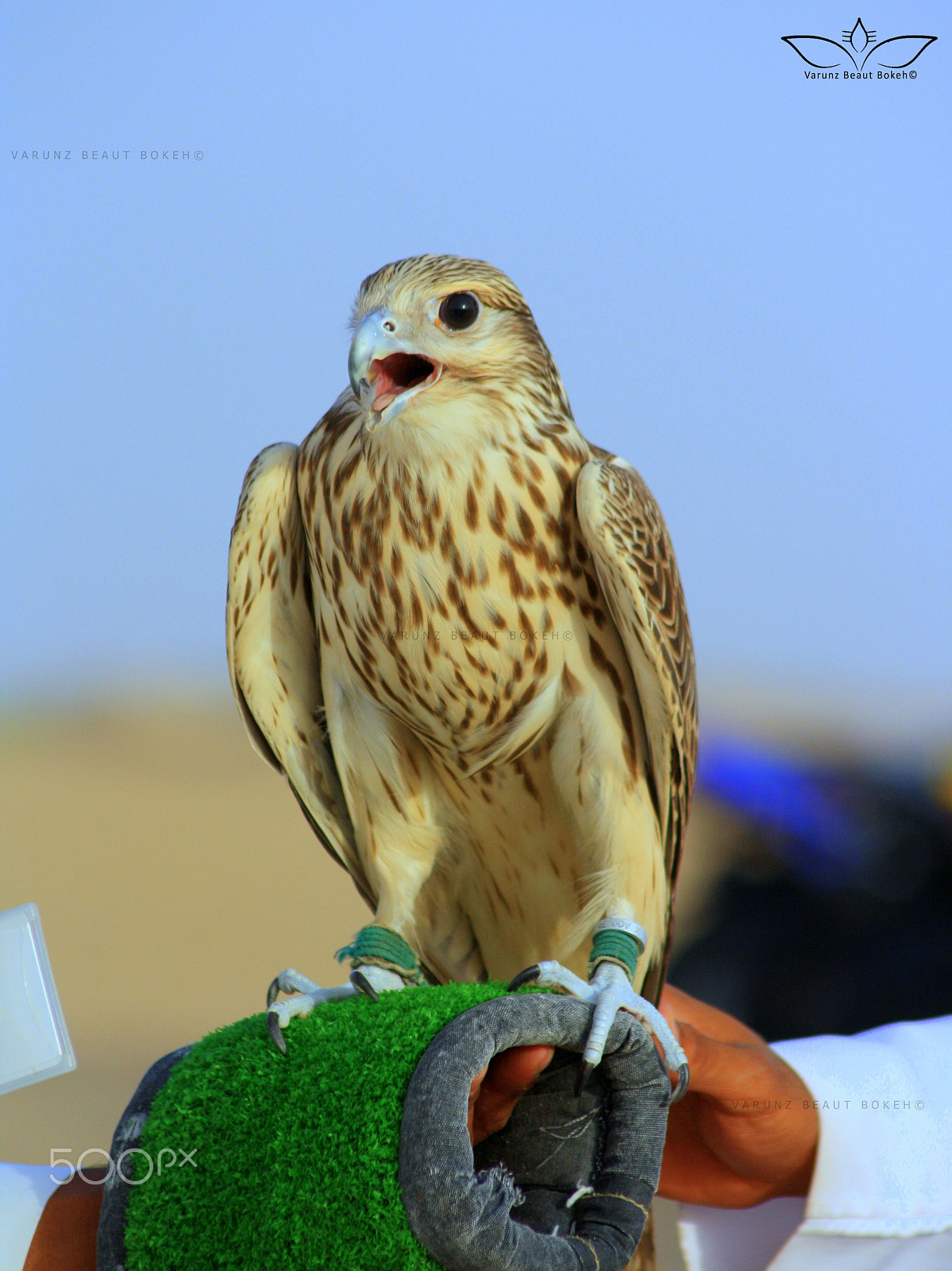 Canon EOS 1000D (EOS Digital Rebel XS / EOS Kiss F) sample photo. That majestic look! photography