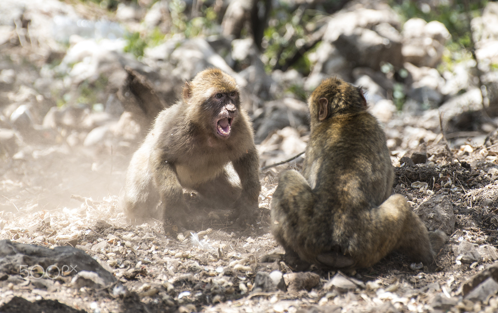 Nikon D800E sample photo. Monkey fight photography