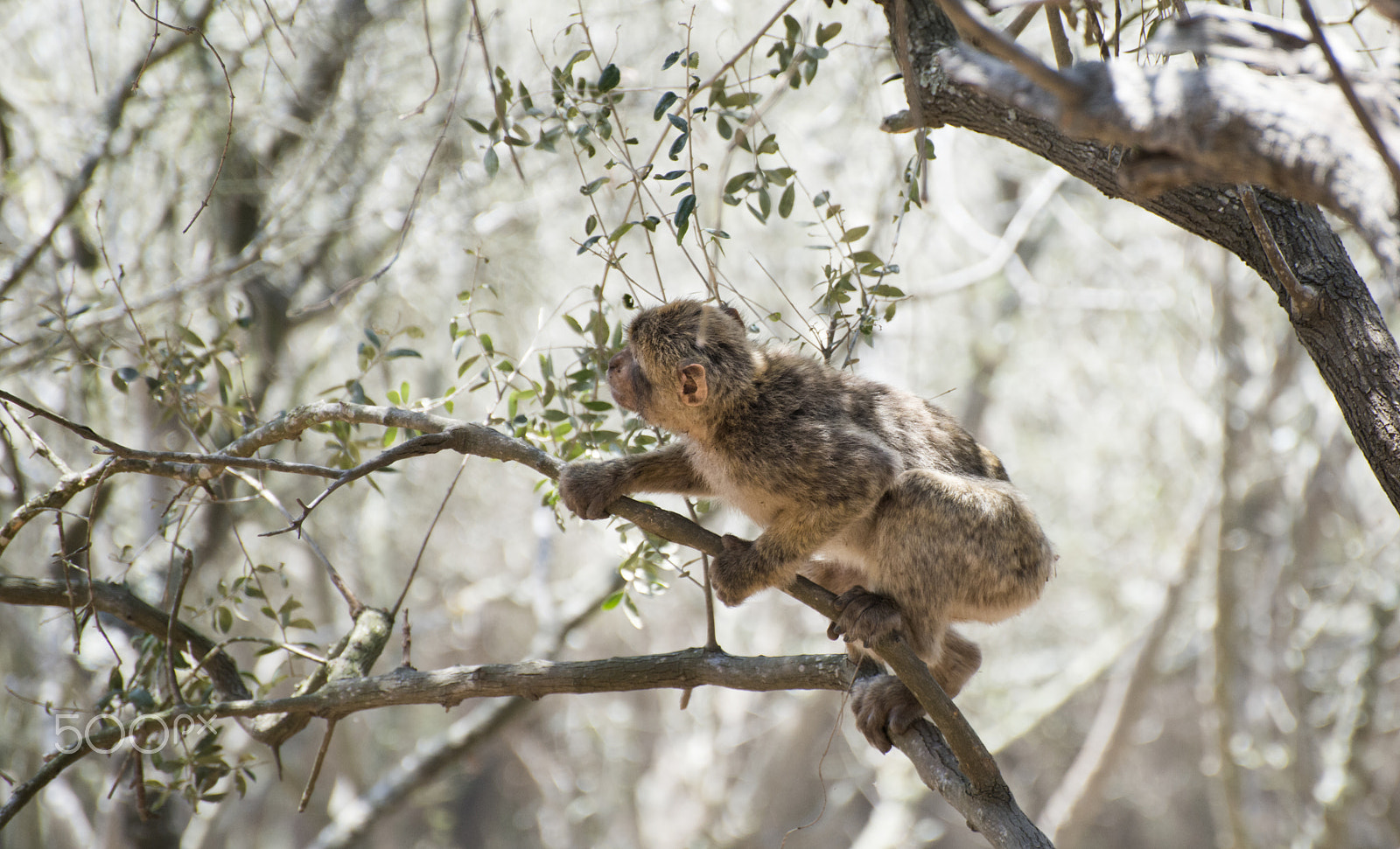 Nikon D800E sample photo. Barbary macaque monkey photography