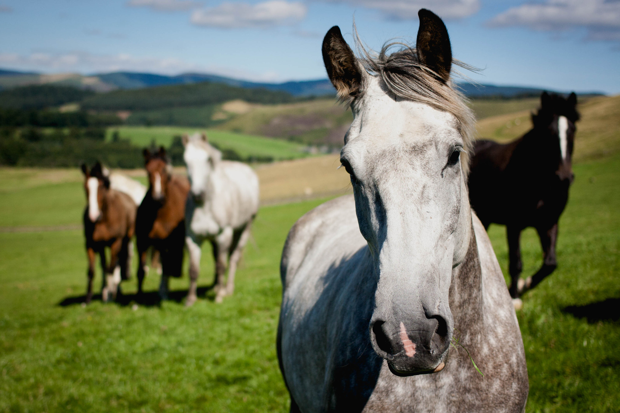 Canon EOS 1000D (EOS Digital Rebel XS / EOS Kiss F) + Canon EF 40mm F2.8 STM sample photo. Horses in field. peebles, uk. photography