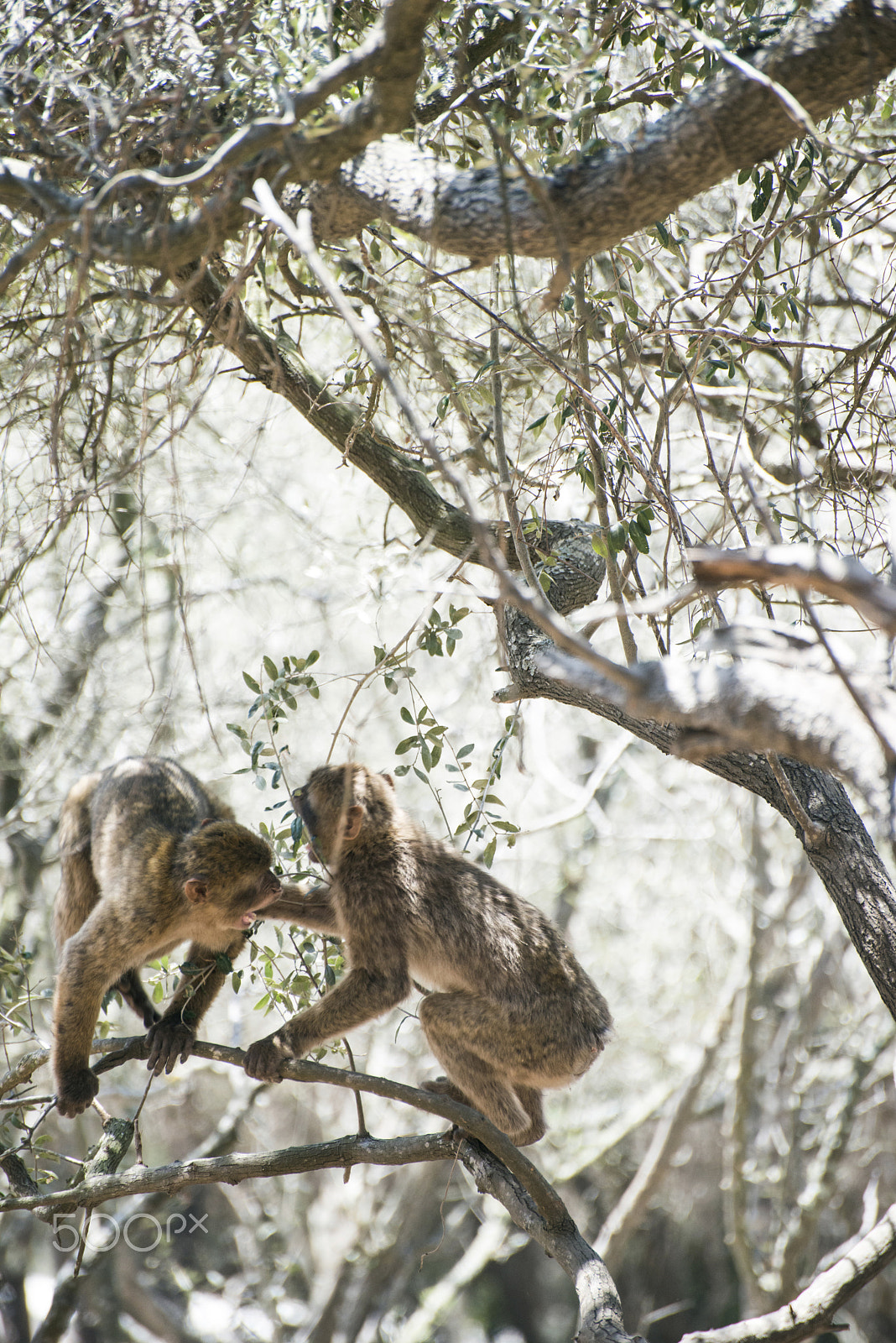 Nikon D800E sample photo. Monkey fight photography