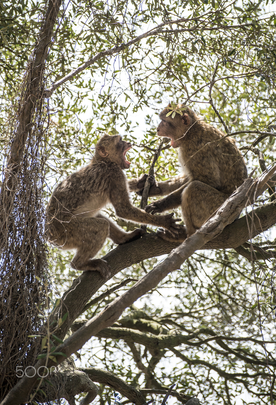 Nikon D800E sample photo. Monkey fight photography