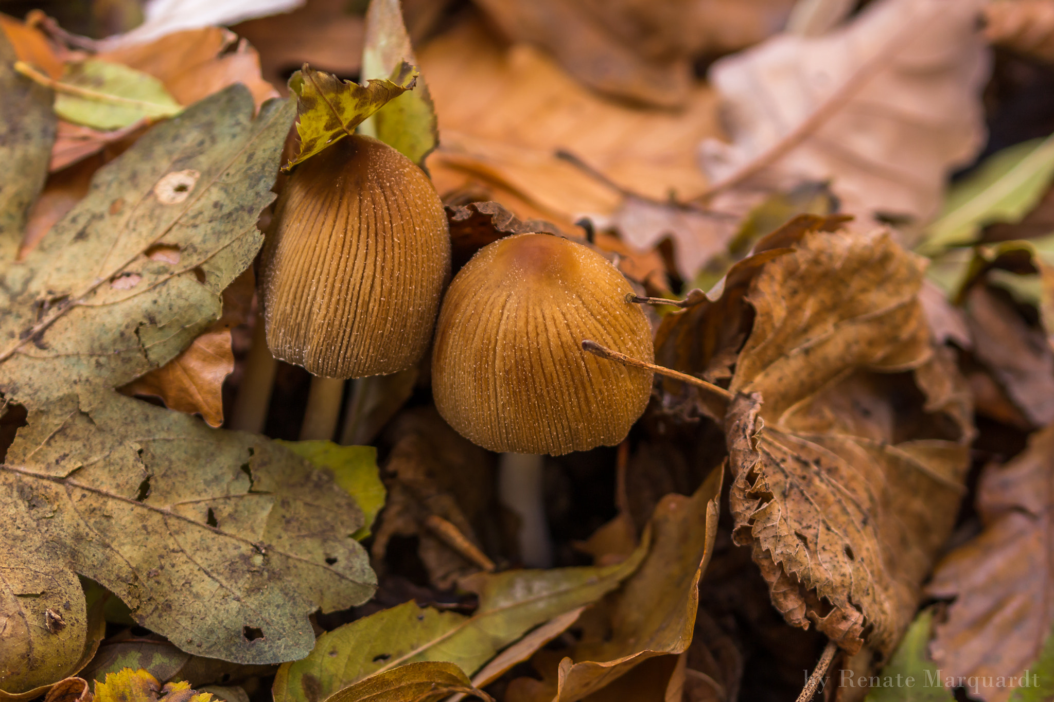 Canon EOS 650D (EOS Rebel T4i / EOS Kiss X6i) sample photo. Entdeckt..... photography