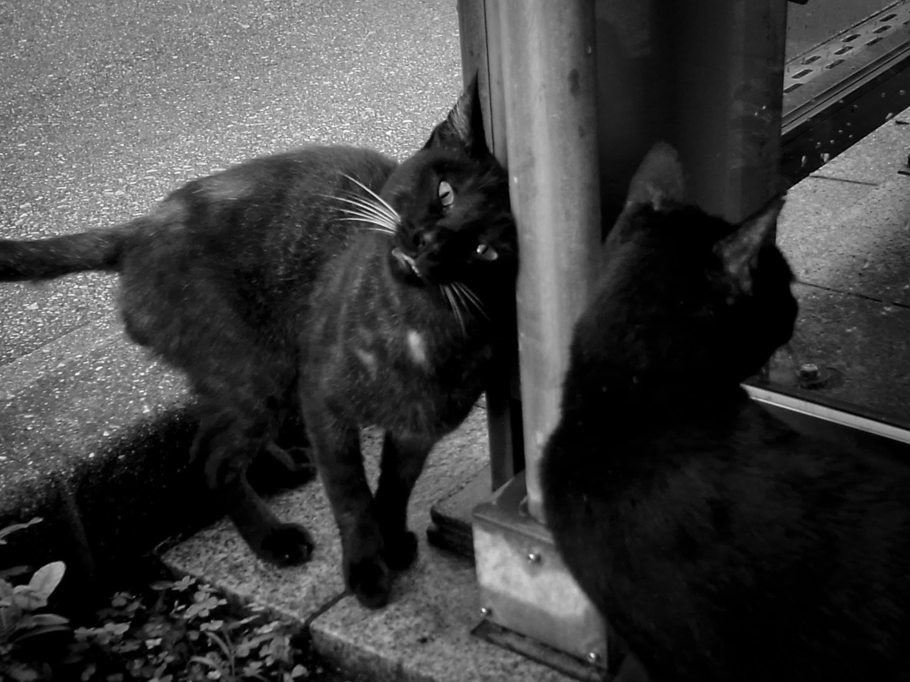 Ricoh GR DIGITAL 2 sample photo. Island cat photography