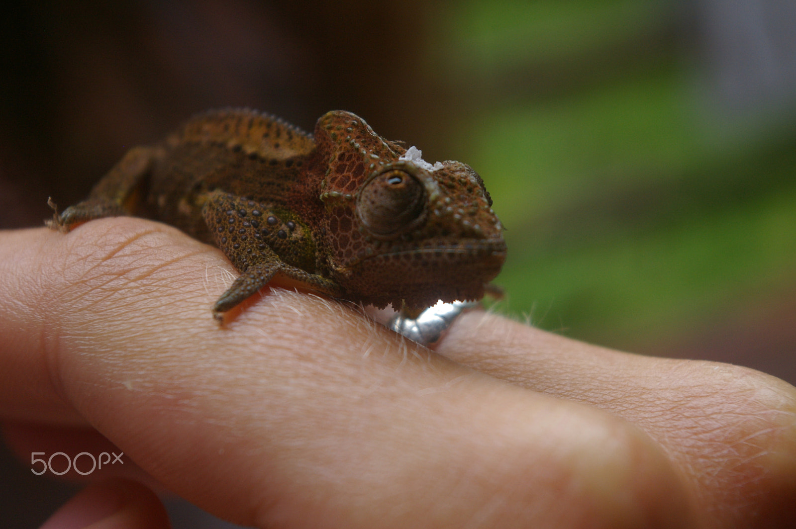 Pentax *ist DL2 sample photo. Little chameleon photography