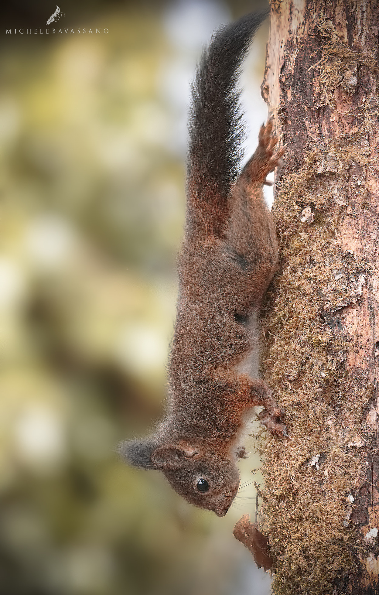 Sigma 150-600mm F5-6.3 DG OS HSM | C sample photo. Downhill photography