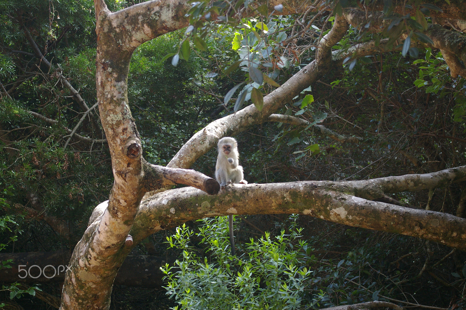 Pentax *ist DL2 sample photo. Young and curious vervet monkey photography
