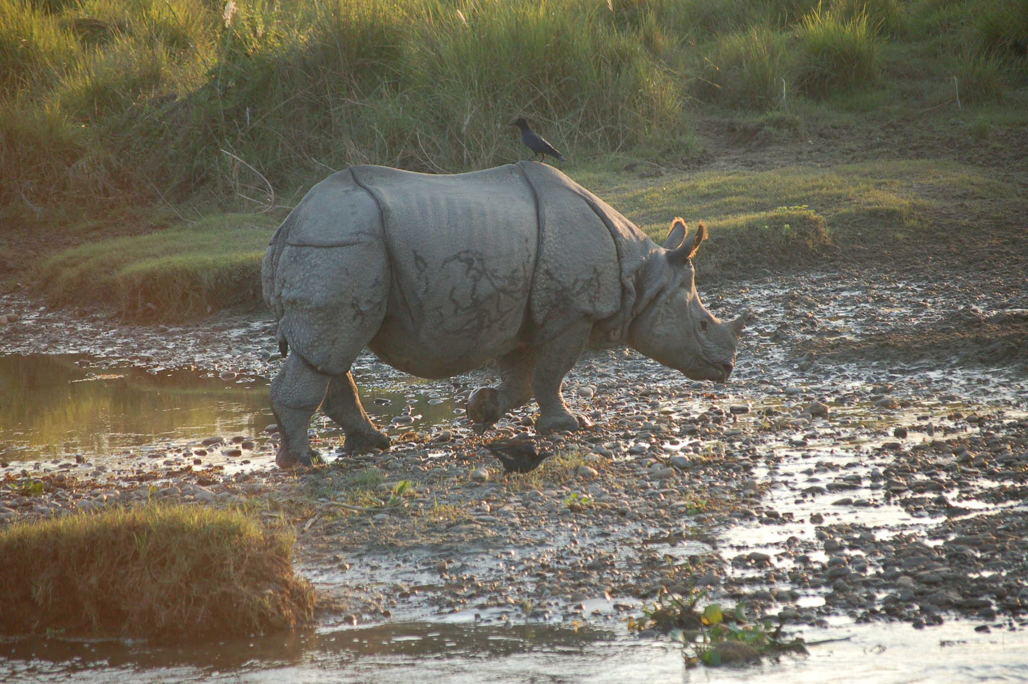 Nikon D50 sample photo. Parc national de chitwan, sauraha, népal photography