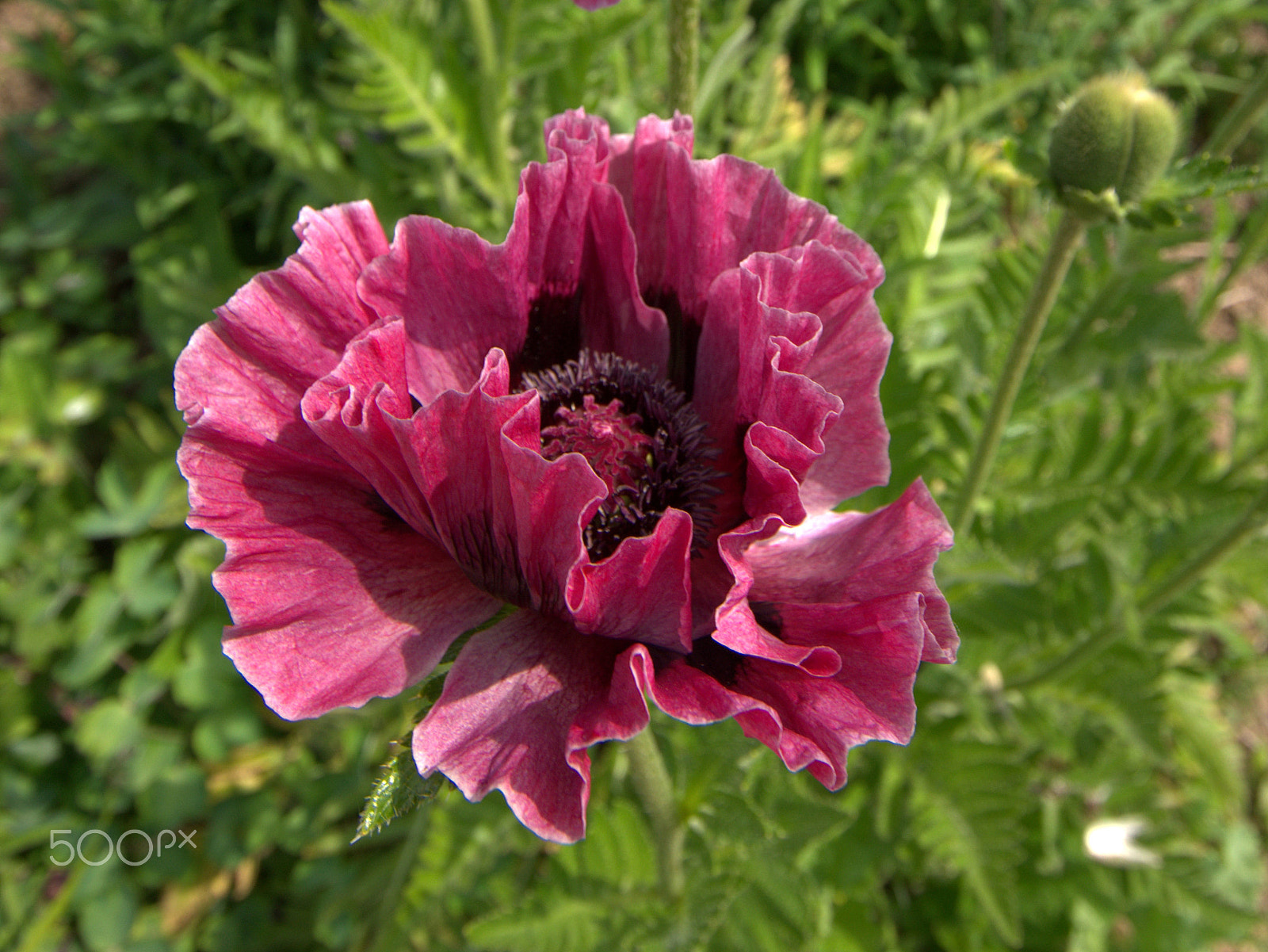 Sony SLT-A55 (SLT-A55V) sample photo. Pink poppy photography