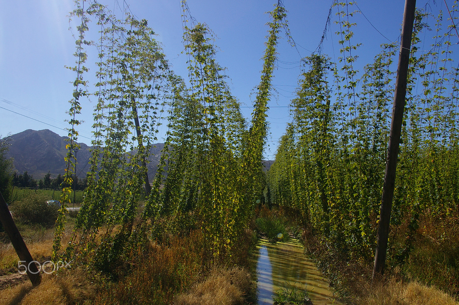 Pentax *ist DL2 sample photo. Garden route hops photography
