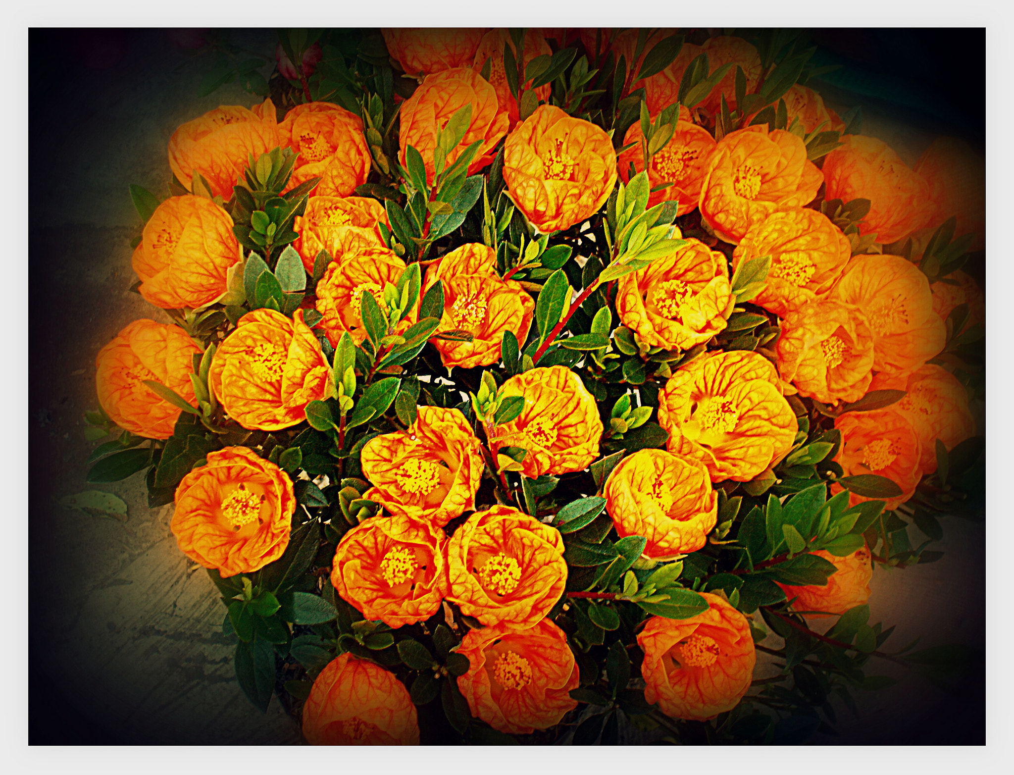 Nikon COOLPIX L27 sample photo. Orange flower photography