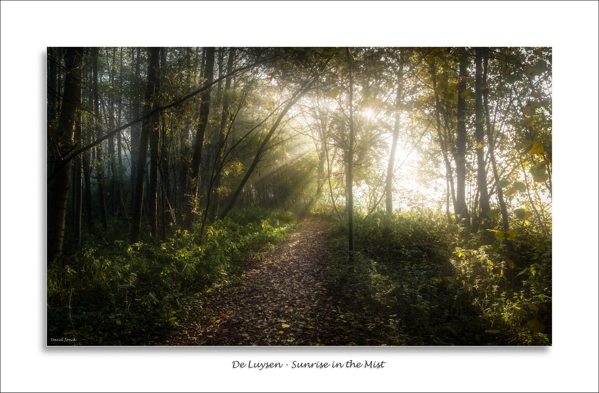 Nikon D750 + Nikon PC-E Nikkor 24mm F3.5D ED Tilt-Shift sample photo. De luysen - sunrise in the mist photography