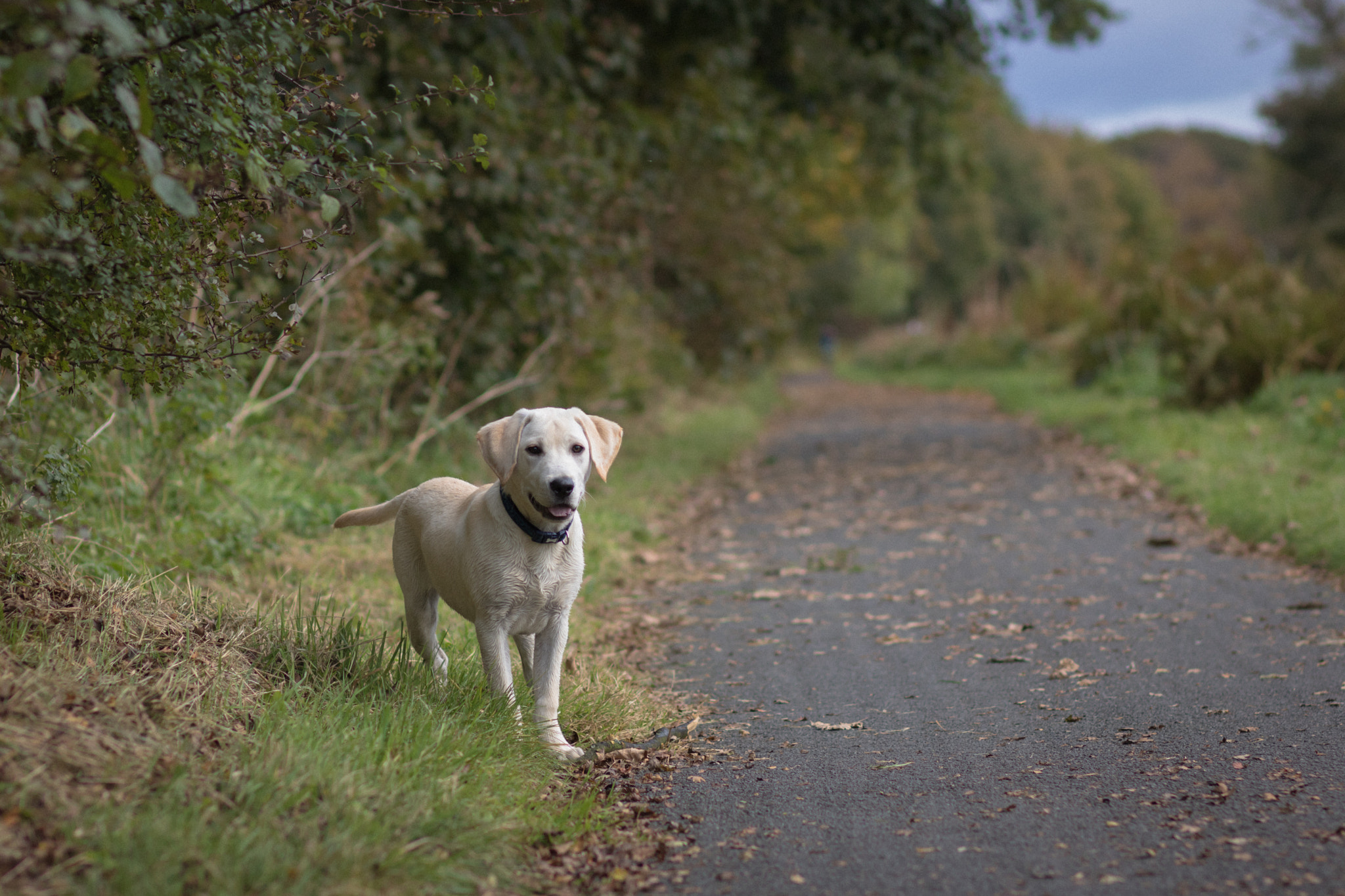 Canon EOS 750D (EOS Rebel T6i / EOS Kiss X8i) + Canon EF 85mm F1.8 USM sample photo. Montgomery the dog along the canal photography