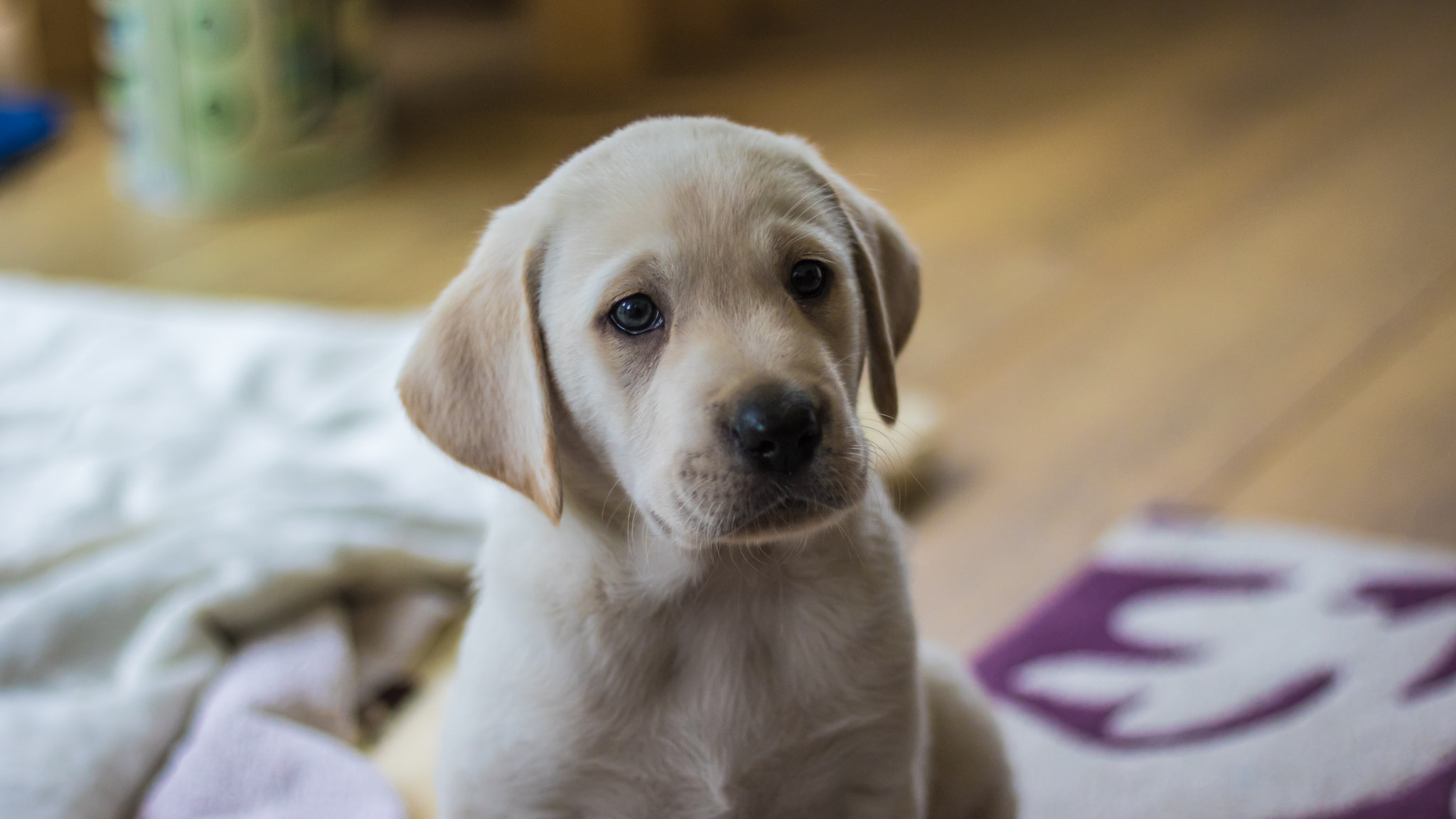 Canon EOS 750D (EOS Rebel T6i / EOS Kiss X8i) + Canon EF 50mm F1.8 II sample photo. Puppy photography