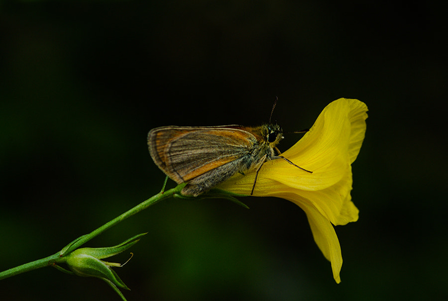 Pentax K20D + smc PENTAX-FA Macro 100mm F2.8 sample photo. Yellov photography