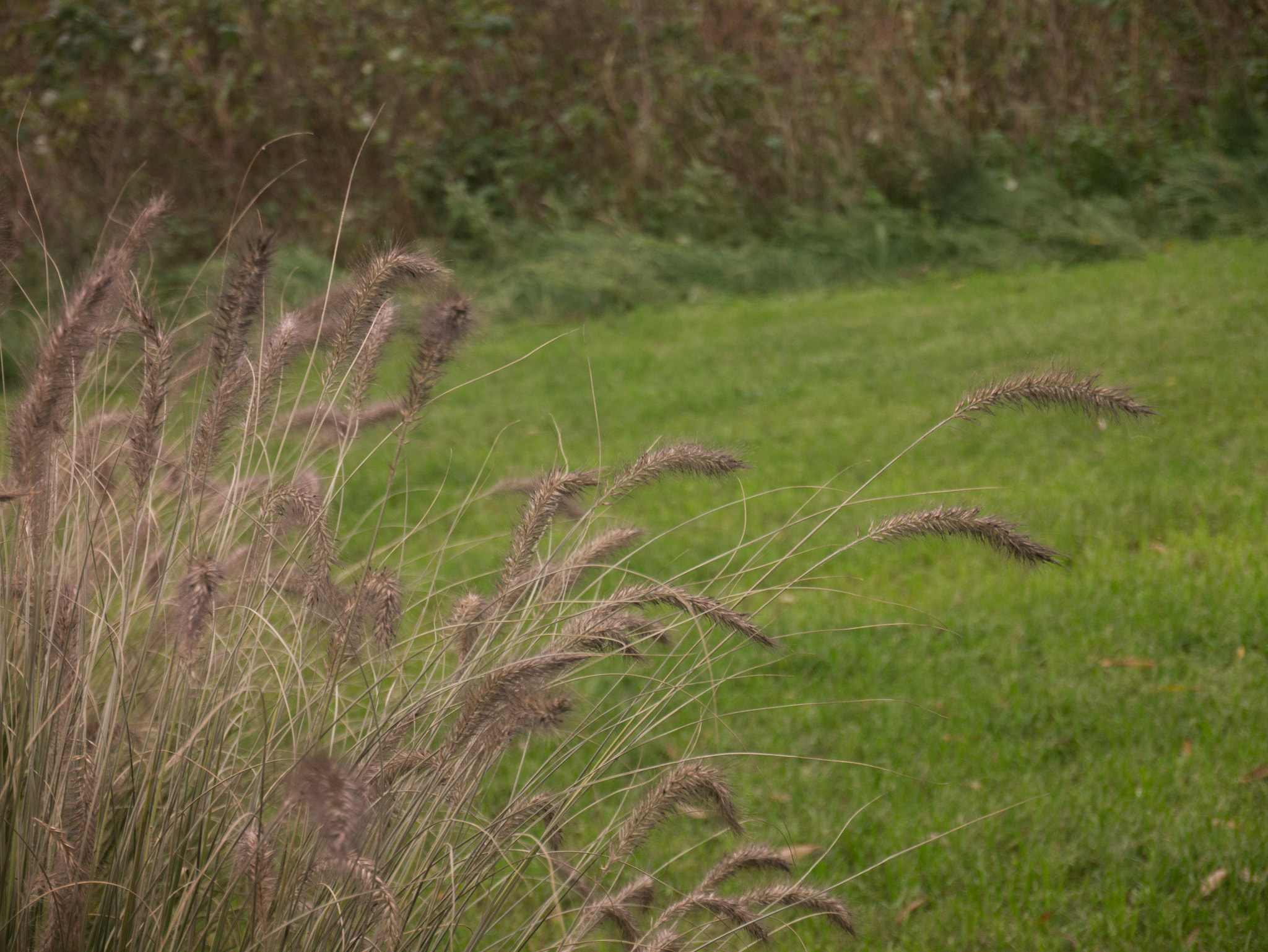 LUMIX G VARIO PZ 14-42/F3.5-5.6 sample photo. Simple nature photography