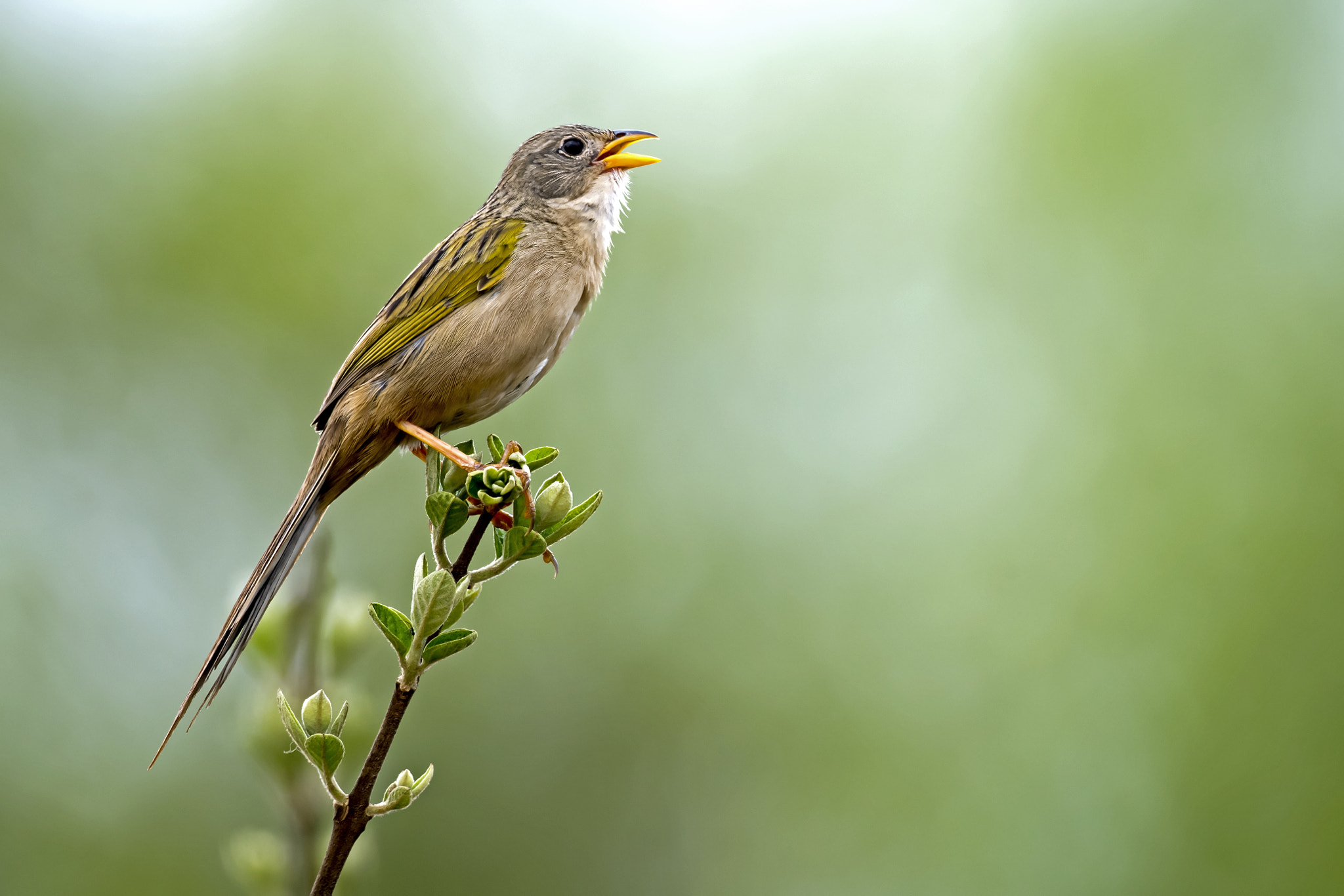 Nikon AF-S Nikkor 800mm F5.6E FL ED VR sample photo. Wedge-tailed grass-finch photography