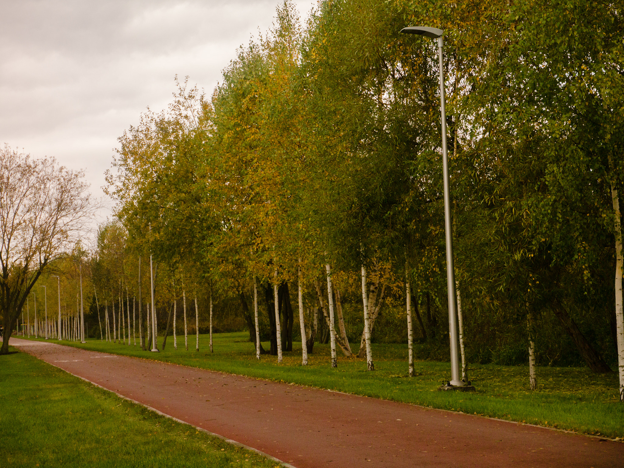 LUMIX G VARIO PZ 14-42/F3.5-5.6 sample photo. Just few birches photography