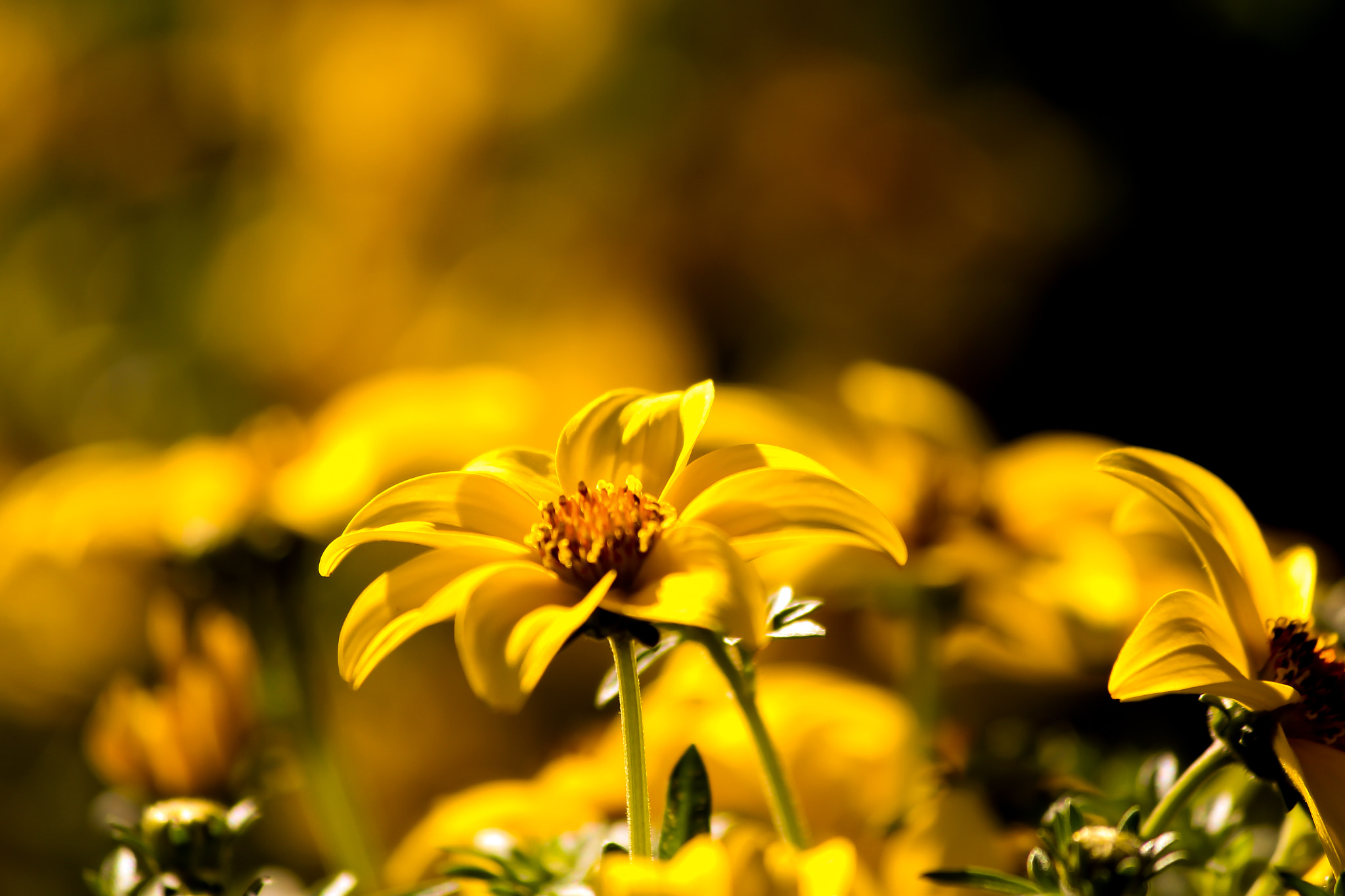 Canon EOS 650D (EOS Rebel T4i / EOS Kiss X6i) sample photo. Put your sweet lips a little closer to the phone.... photography
