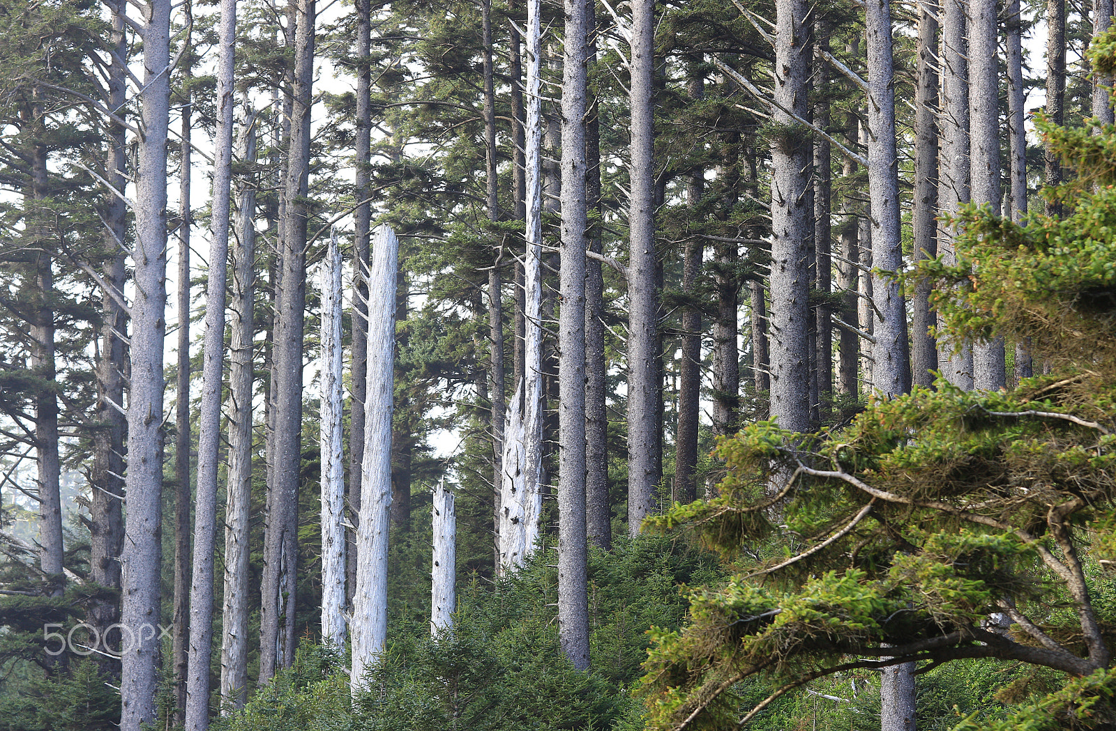 Canon EF 70-200mm F4L IS USM sample photo. Misty pines photography