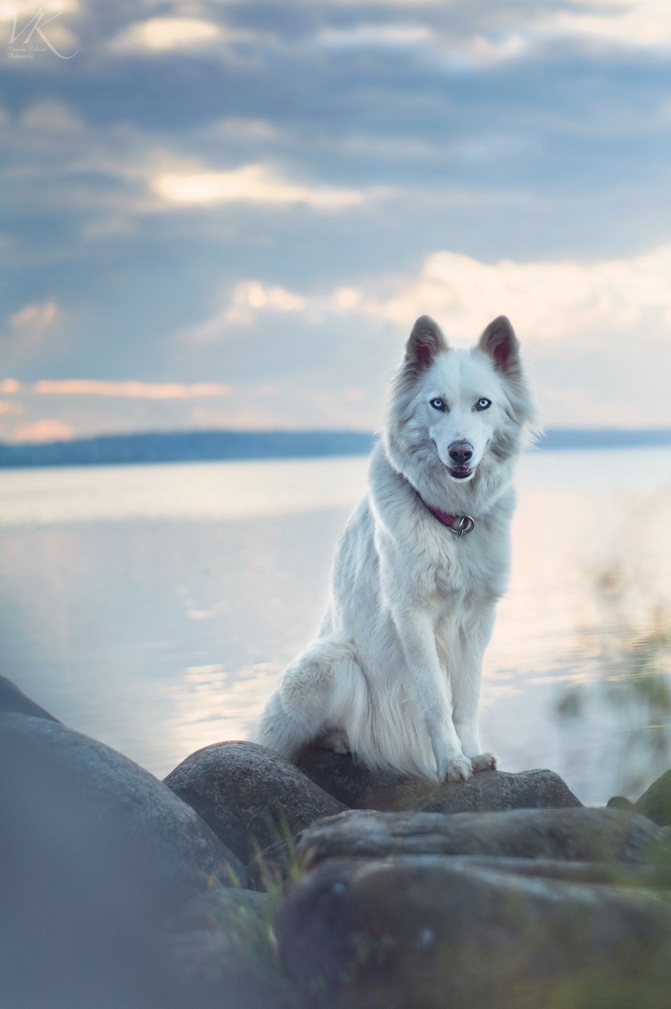 Sony SLT-A58 sample photo. Mermaid dog photography