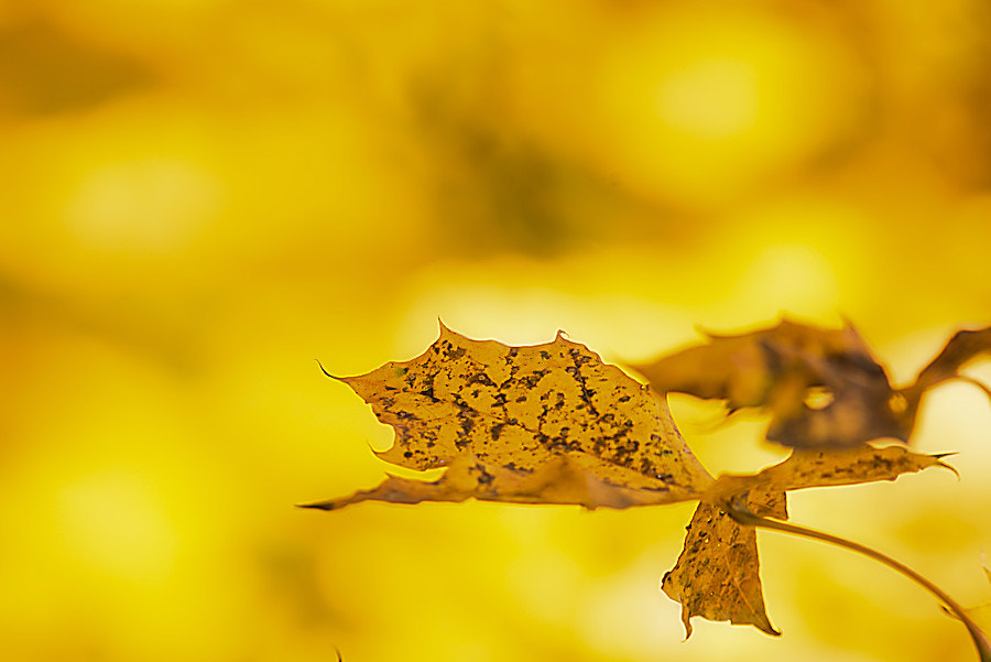 Canon EF 300mm F4L IS USM sample photo. Herbst photography