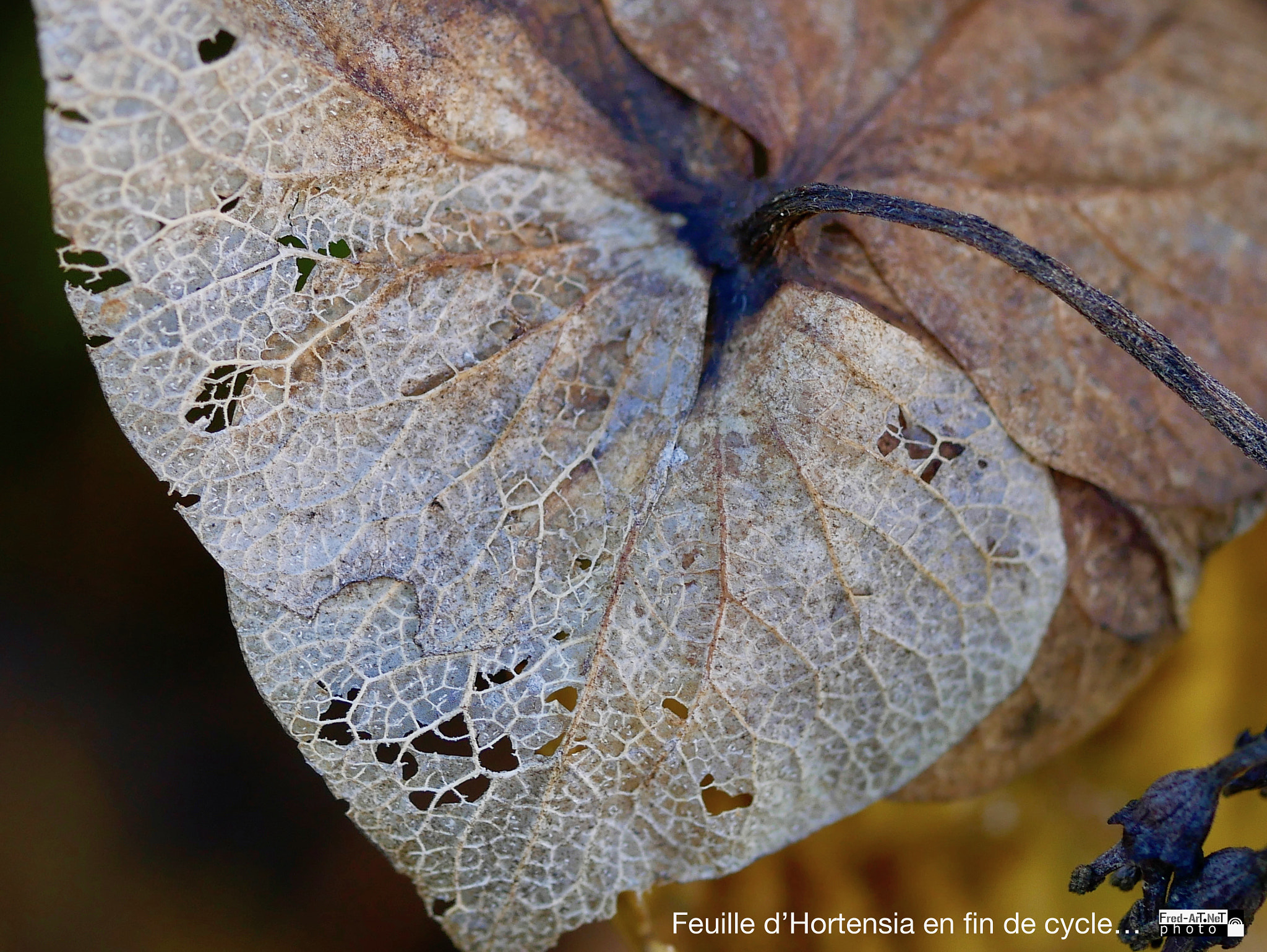 Panasonic Lumix G Macro 30mm F2.8 ASPH Mega OIS sample photo. Feuille d'hortensia.... photography