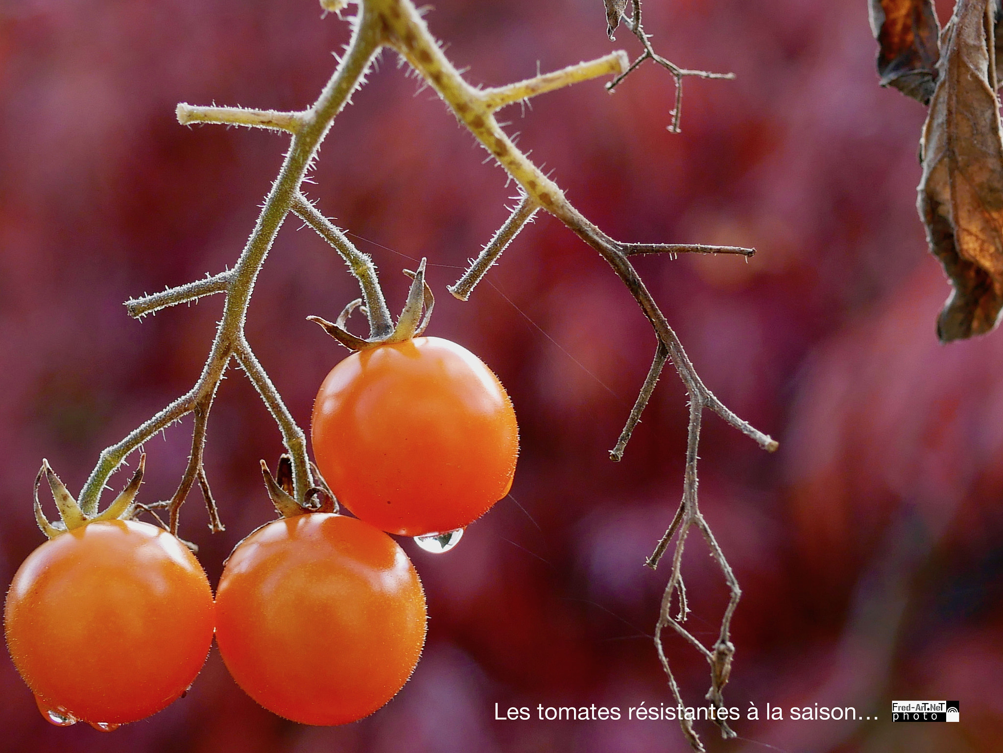 Panasonic DMC-G70 sample photo. Les tomates résistantes... photography