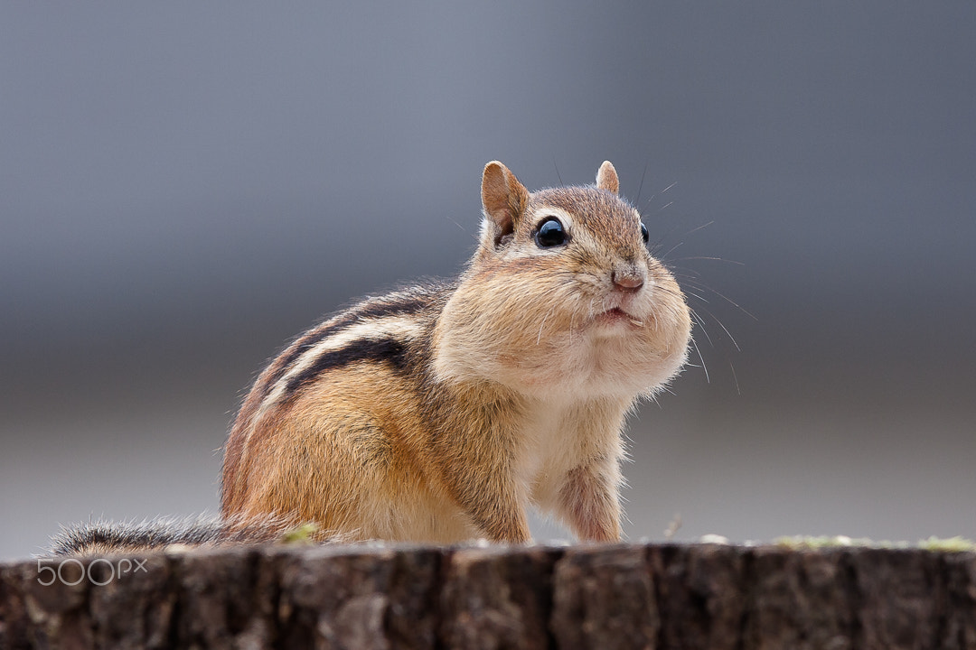 Canon EOS 40D + Canon EF 300mm F2.8L IS USM sample photo. Chipmunk photography