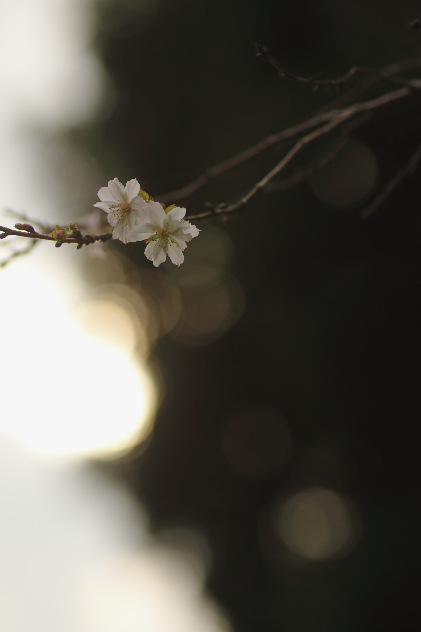 Canon EOS 7D Mark II + Tamron SP AF 90mm F2.8 Di Macro sample photo. …光と。 photography