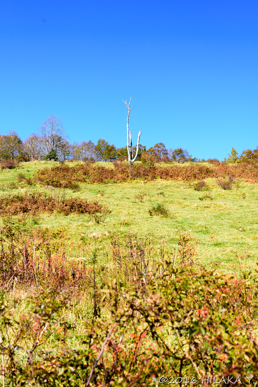 Nikon D750 sample photo. Hittori watlands at iwaizumi iwate photography